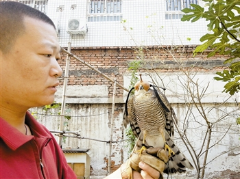 戴上帽子的鹞子.孔令彬 摄