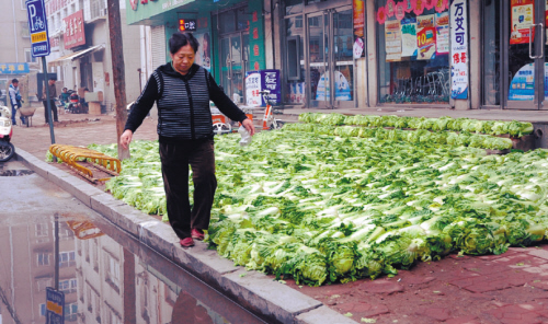 秋白菜"霸路(图)