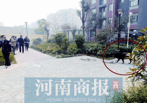 藏獒在小区内四处走动,人们都不敢靠近