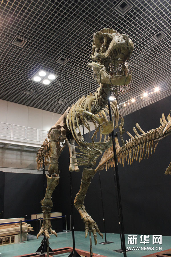 亚洲最大肉食恐龙"特暴龙"骨骼活化石复原 胡晶坤摄