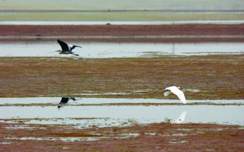 胶州湾将建5大湿地公园 总面积达数万公顷(图)