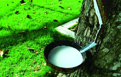 例如巴西橡胶树分泌的乳汁与石油成分极其相似