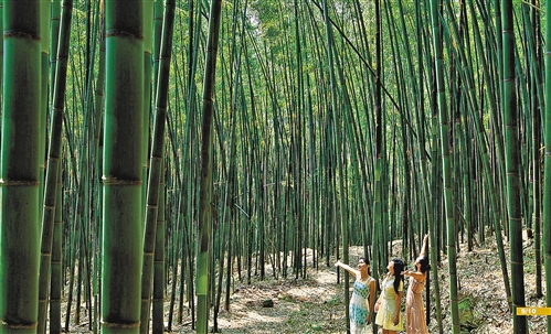 百里竹海.