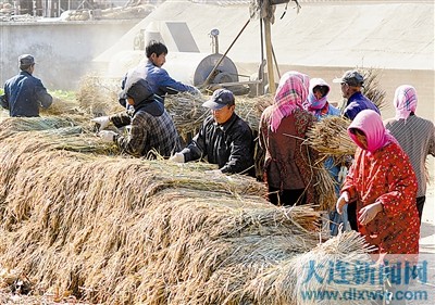 近日秋高气爽,大连地区水稻脱粒也进入高峰期.