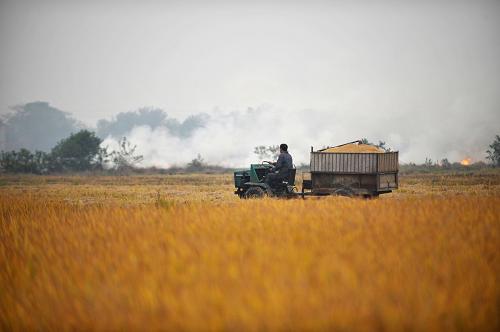 10月28日,长沙市望城区一片稻田里,一台拖拉机将刚刚收割的稻谷运走.