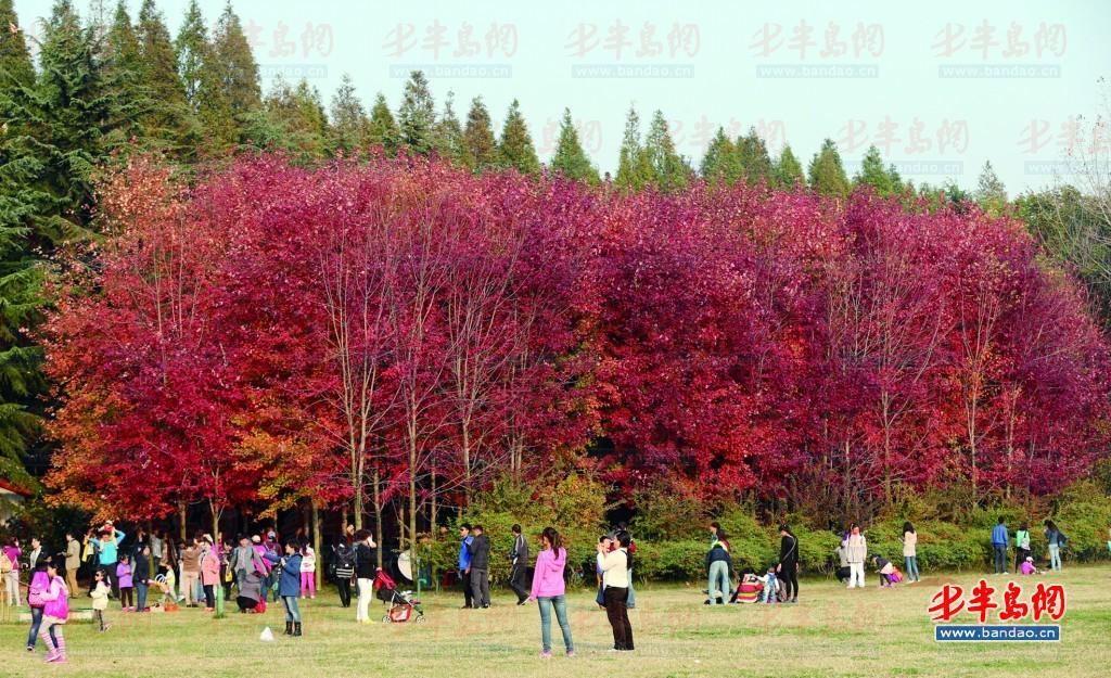 今年青岛枫叶别样红 眼下正是欣赏好时节(组图)