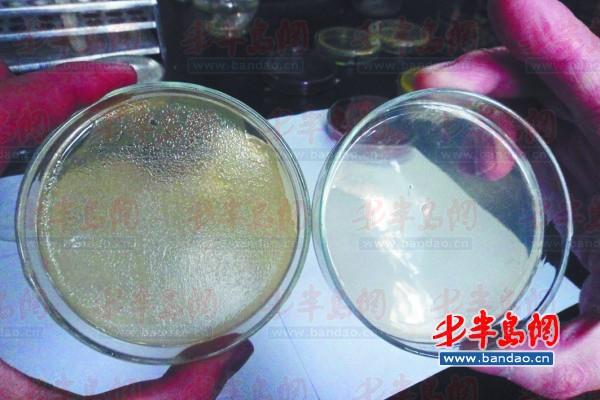 左边的不合格样本中密密麻麻布满大肠杆菌,右边合格样本菌落数为0.
