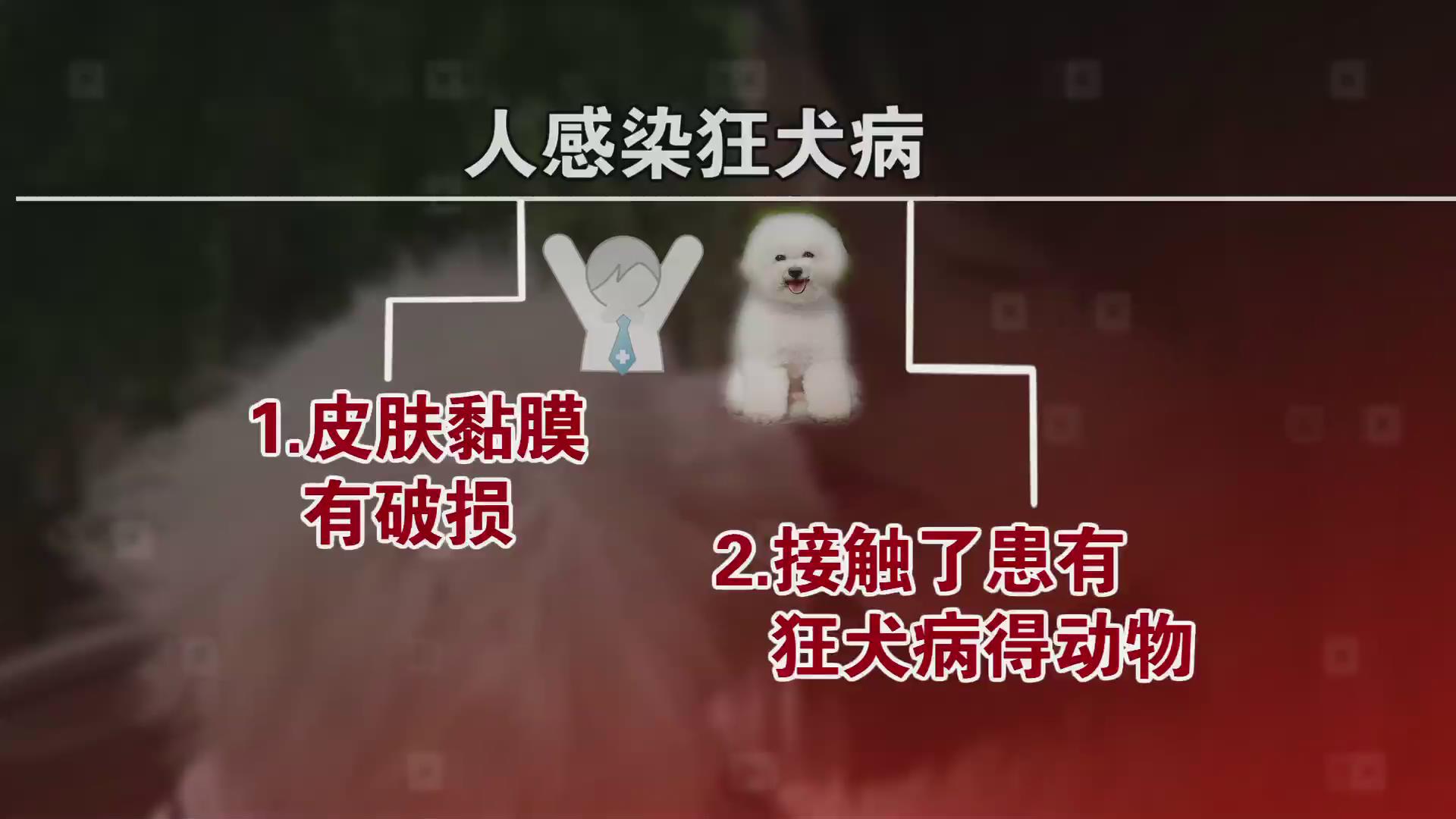 【组图】跟狗亲嘴会得狂犬病?以口喂食,亲吻宠物危险(组图)