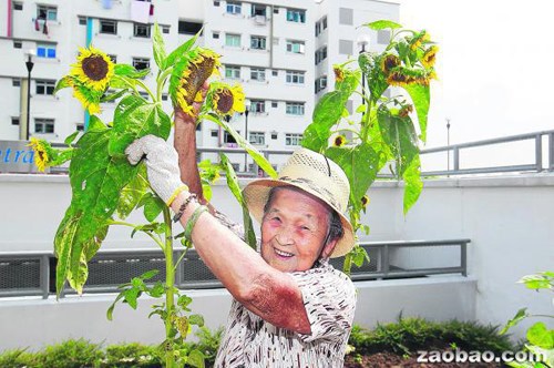 花圃变向日葵园 新加坡华人被称向日葵婆婆(