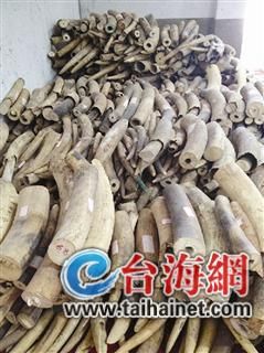 查获部分象牙。