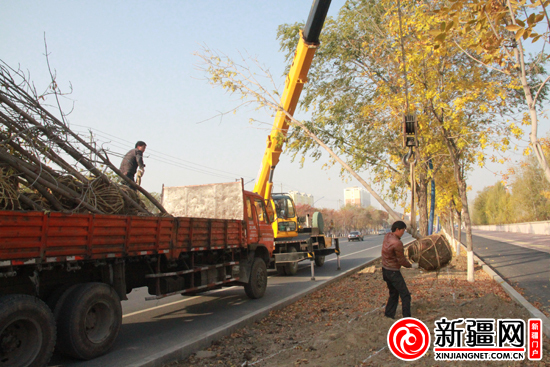 图为10月23日,乌苏市环卫园林局的工作人员正在长征路上用吊车卸树.