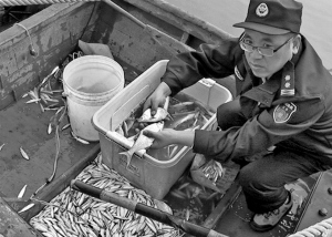 两男子长江里电网捕鱼 每天数十斤鱼苗死亡
