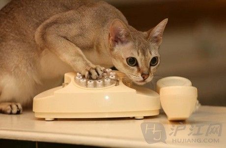 英国小猫误拨电话报警 警察破门而入(双语)