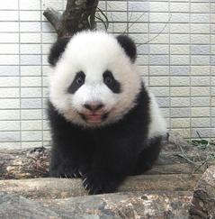 台北市立动物园网络直播大熊猫 增回放时段(图