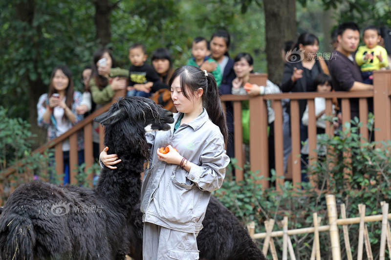 动物园专职饲养员:90后姑娘与她的“神兽”羊驼(图)