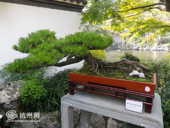 世界盆栽友好联盟的最高奖—"瑰宝奖"得主,潘仲连的作品《自然之子》.