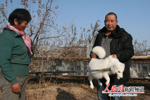 新疆裕民县农牧民养狐狸致富每只利润不低于