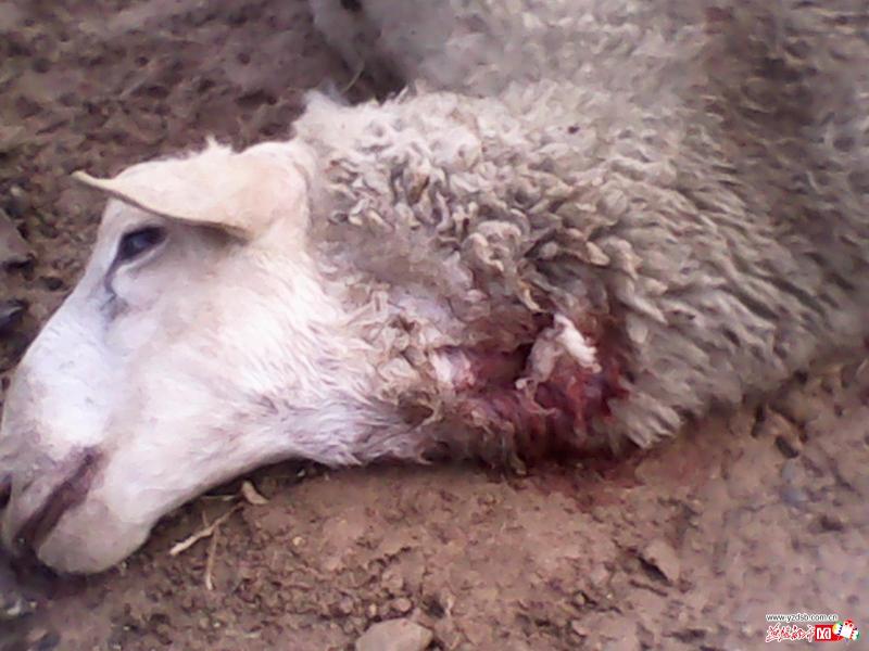 武安山区"神兽"咬死12只羊被竟是野生豹子(高清图)