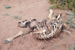 大图为拍摄到的雪豹,小图为被雪豹吃掉的动物骸骨.