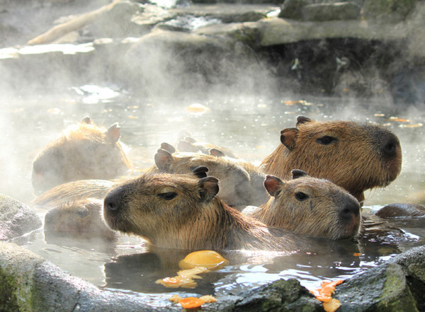 日本水豚家族泡水果温泉过冬(组图)