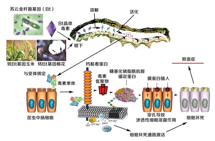 主粮与人口_恋与制作人白起图片(3)