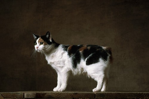 《福布斯》榜上世界十大最名贵的猫
