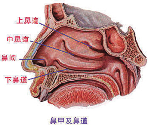 干净的小手简谱_小手拍拍简谱