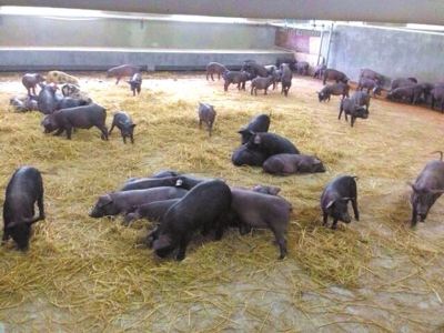 网易养猪规模实为400头 养猪场重点为养殖排污