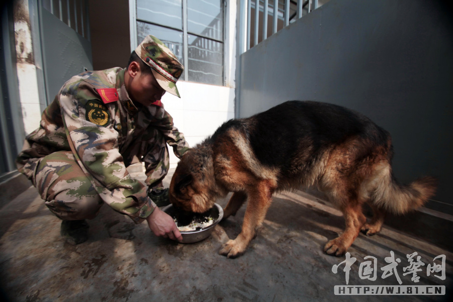 老兵退伍军犬死咬背包不松口(组图)