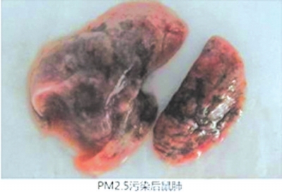 PM2.5污染后的鼠肺。