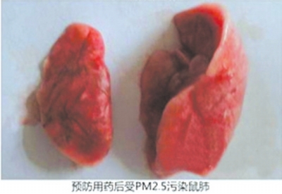 预防用药后受PM2.5污染的鼠肺。
