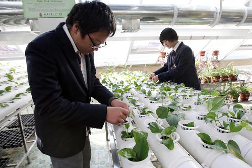 11月18日,北京第24中学学生在"大同生物实践基地"实验室里做育苗实验.