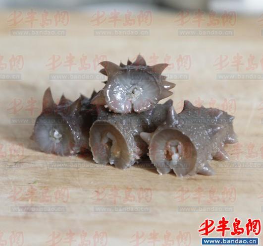 好参肉厚,筋道,实发海参横切面
