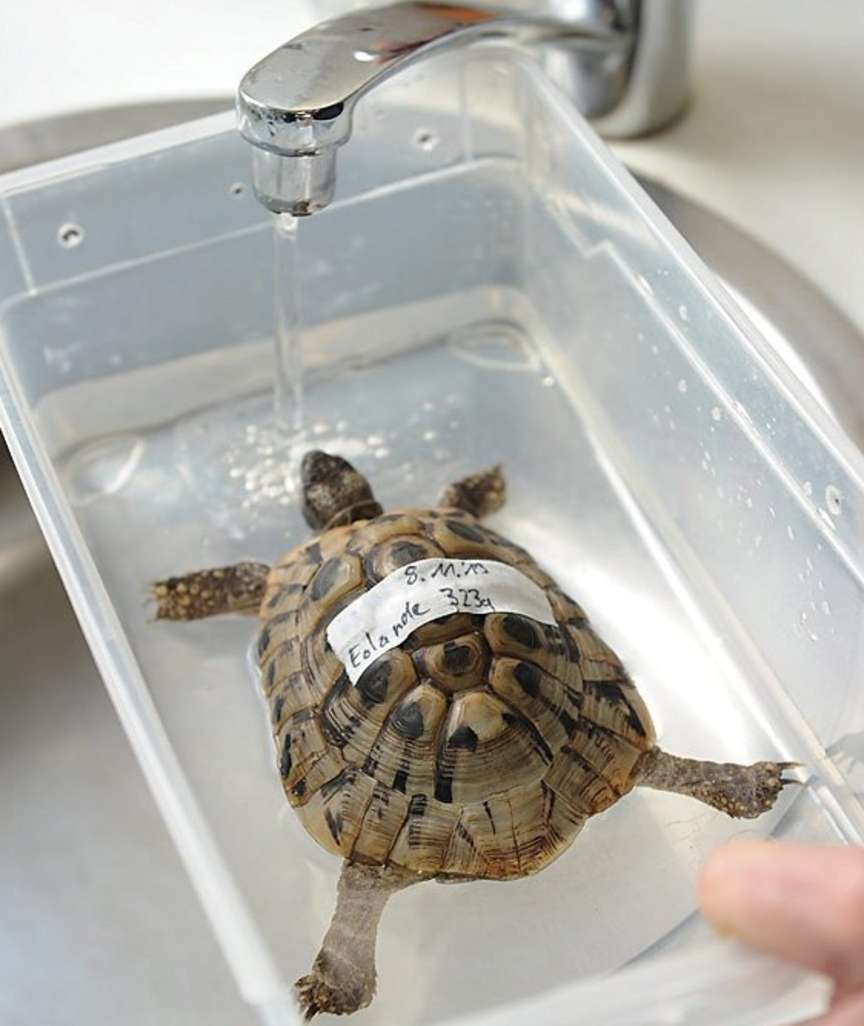 德国一动物医院开设乌龟旅馆 上百只龟入住冬