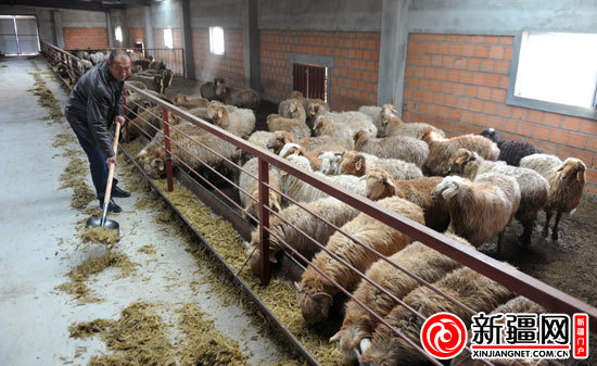 县托里乡牧民到养殖基地放羊(图)-新疆城建(6
