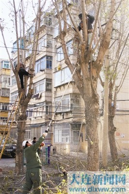 为30年左右树龄的大杨树进行修剪(图)