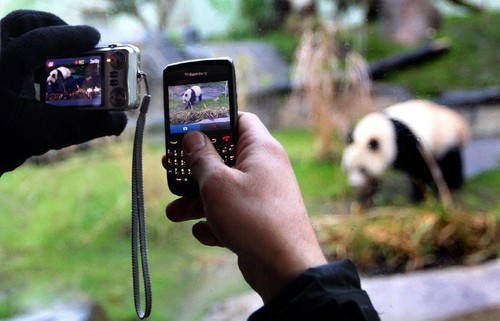 手机绝对拍不到 拍熊猫的好镜头推荐(组图)