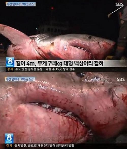 韩国釜山惊现4米长大白鲨，韩网友热议，表示震惊。韩国SBS电视台视频截图