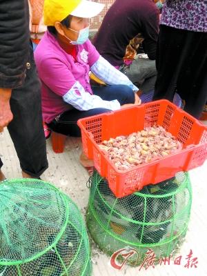 洪梅镇洪屋涡市场有禾花雀销售。