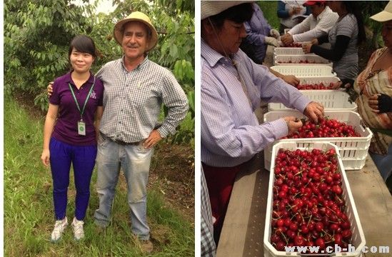 南美水果钻石-智利樱桃 首批空运抵达(组图)