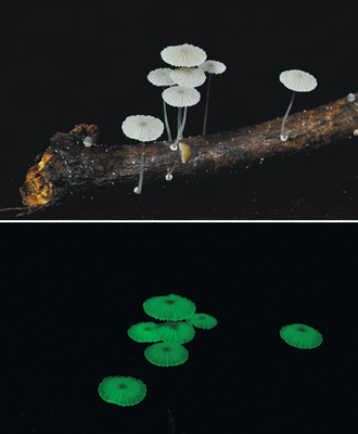 【图】台湾发现蕈类新物种 黑暗中会发绿光(图)