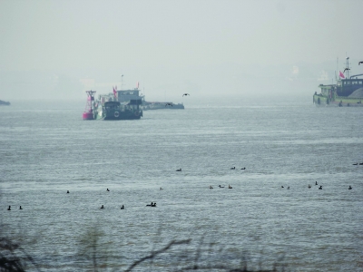 昨天上午，扬子晚报记者接到市民报料称，在长江潜洲上，上千只野鸭在江水里游泳嬉戏。