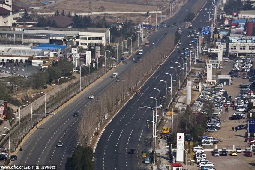 青岛重庆路一公里内种近300株银杏(组图)