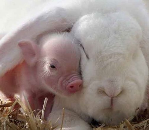小猪与兔子谈恋爱:天天一起睡觉 形影不离(图)