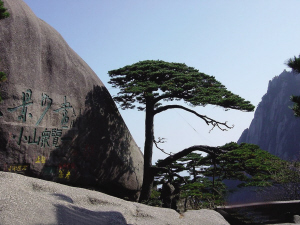 泰山迎客松