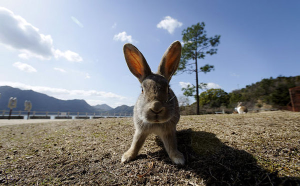 据日本通网站的报道，位于日本广岛县竹原市濑户内海艺予群岛的大久野岛，海岸线长4.3公里。岛上有10多人居住，生活着700只可爱的穴兔，亦被称为“兔岛”，每年有10万多名游客前来参观。