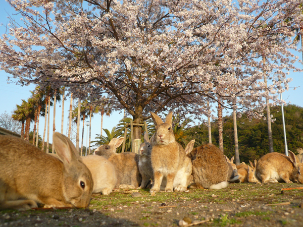 据日本通网站的报道，位于日本广岛县竹原市濑户内海艺予群岛的大久野岛，海岸线长4.3公里。岛上有10多人居住，生活着700只可爱的穴兔，亦被称为“兔岛”，每年有10万多名游客前来参观。