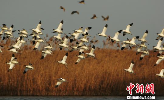宁双台河口国家级自然保护区做植物种群密度