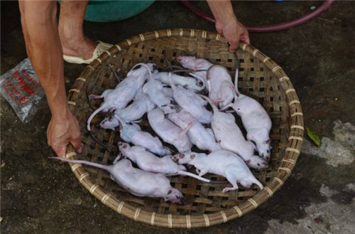 田鼠成越南民众佳肴美味 活捉剥皮铁架上烧烤(图)