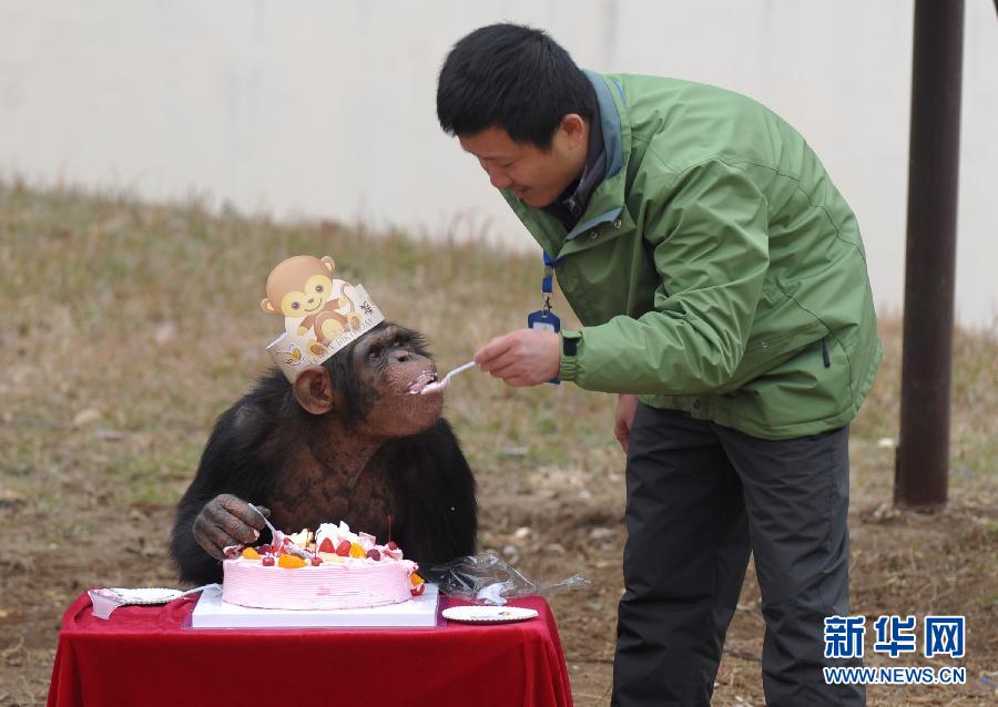 合肥野生动物园为黑猩猩过生日(图)
